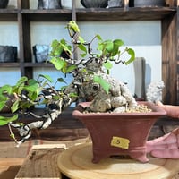 ［05］良形オオハマボウ 5号 正方鉢