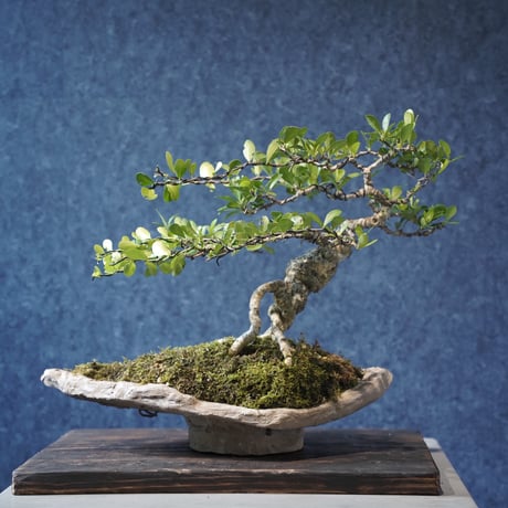 ［01］クラゲハリツルマサキ ［現地名 : マッコウ］Gymnosporia diversifolia