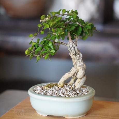 ［06］根上がりハリツルマサキ Gymnosporia diversifolia × 碧飴切立長方盆栽鉢 4号