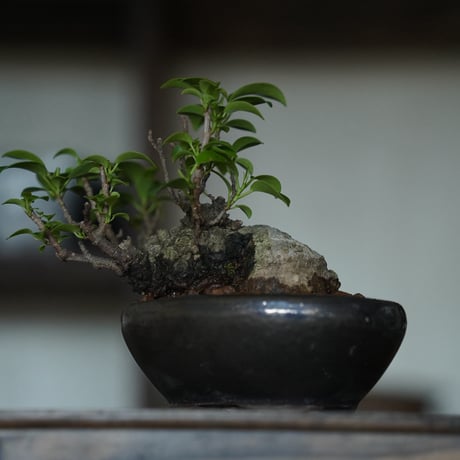 ［36］ミニイモ小葉ガジュマル Ficus microcarpa ×  BRONZE MAME POT
