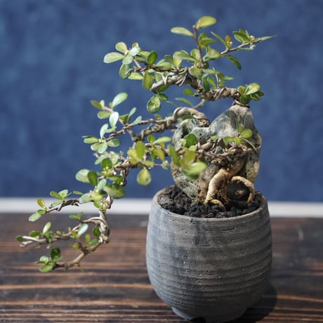 ［02］ミニハリツルマサキ 石抱き ［現地名 : マッコウ］Gymnosporia diversifolia