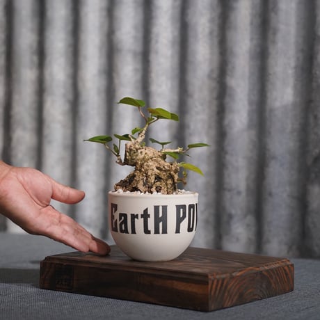 ［03］オオハマボウ × ［EartH POWER］GOODDAYS ORIGINAL POT