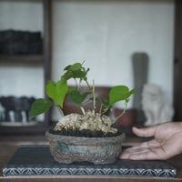 ［06］扁平イボオオハマボウ × 盆栽鉢 5号