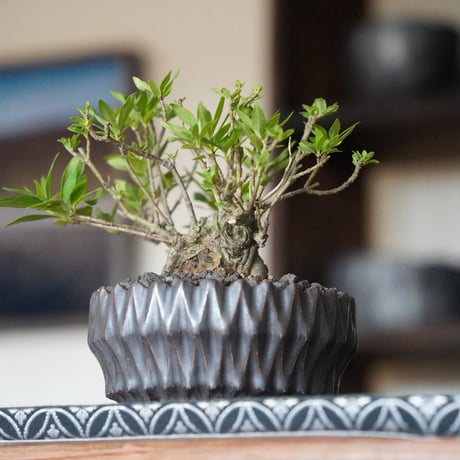 ［14］クチナシ 梔子 Cape Jasmine  × 中野明彦 作「 KIRIKO 」4号鉢 笠間焼