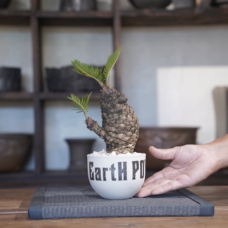 ［48］ミニソテツ × ［EartH POWER］GOODDAYS ORIGINAL POT / WHITE