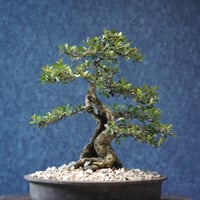 ［04］妖艶ハリツルマサキ ［現地名 : マッコウ］Gymnosporia diversifolia