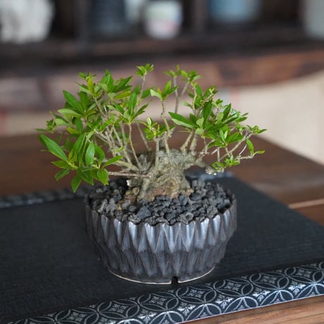 ［14］クチナシ 梔子 Cape Jasmine  × 中野明彦 作「 KIRIKO 」4号鉢 笠間焼