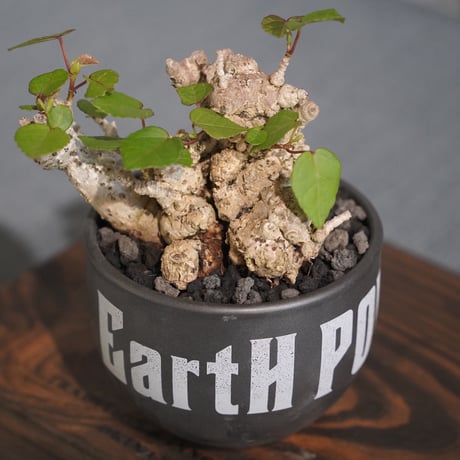 ［02］イボオオハマボウ × ［EartH POWER］GOODDAYS ORIGINAL POT