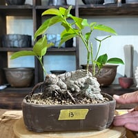 ［13］塊根型イボアコウ  6号鉢