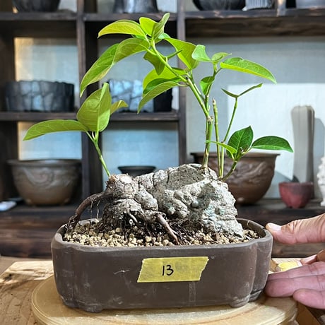 ［13］塊根型イボアコウ  6号鉢