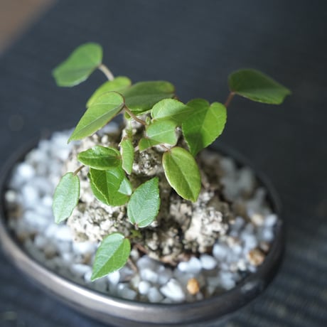 ［20］ミニオオハマボウ × BRONZE BONSAI POT