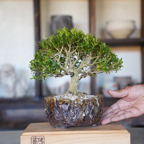 ［03］美品タイワンツゲ - 金龍 -   × なみひら陶房「亀裂 」5号鉢 やちむん