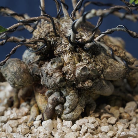 ［06］塊ハリツルマサキ ［現地名 : マッコウ］Gymnosporia diversifolia