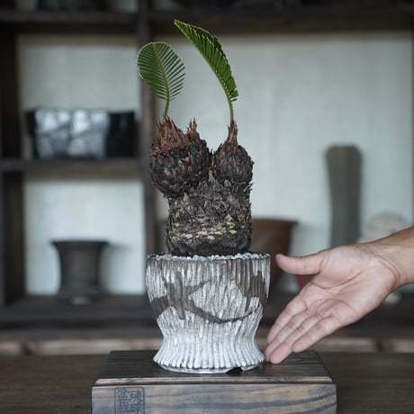 ［44］ミッキーソテツ Cycas revoluta × 根本峻吾 作 S.N POT type.round「 堕天 」4号鉢 笠間焼