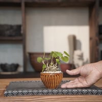 ［10］ミニオオハマボウ × 森田昌求 作「 CLAW 」2.5号鉢  笠間焼