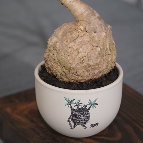 ［05］まん丸ノリナ × ［Mr.Gra］GOODDAYS ORIGINAL POT