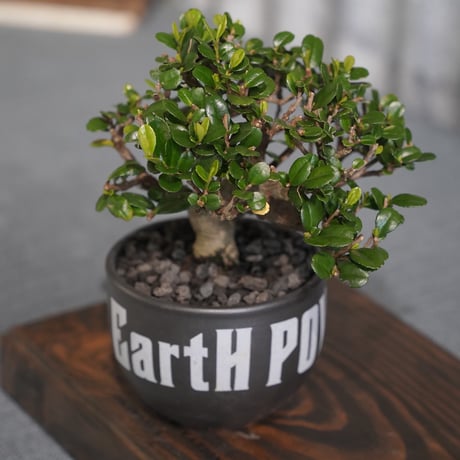 ［04］ハマヒサカキ× ［EartH POWER］GOODDAYS ORIGINAL POT