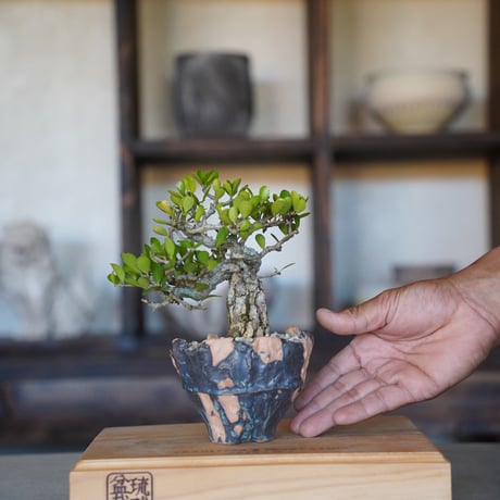 ［05］幹割れハリツルマサキ Gymnosporia diversifolia × 森田昌求 「TSUGIHAGI」3号鉢 笠間焼