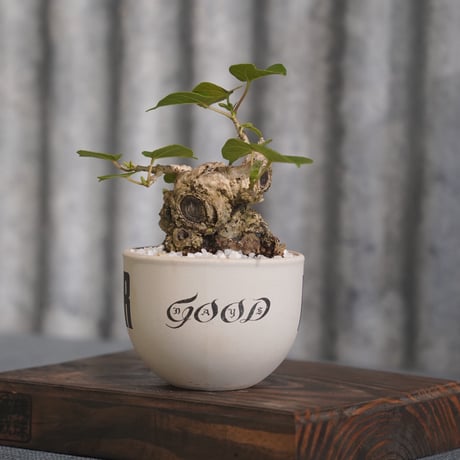 ［03］オオハマボウ × ［EartH POWER］GOODDAYS ORIGINAL POT