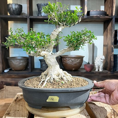 ［12］幹太タイワンツゲ  8号鉢