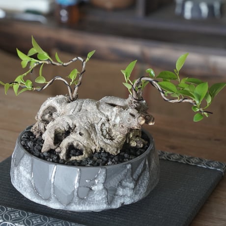 ［24］頭蓋骨ガジュマル × 穂高隆児 作「 薄氷 」6号鉢 笠間焼