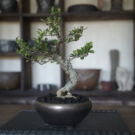［15］模様木ハリツルマサキ 伊良部産 × BRONZE BONSAI POT