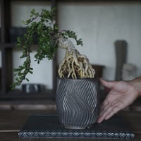 ［13］根上がりハリツルマサキ 伊良部産 × 新里竜子 「RYUSEN」4号鉢