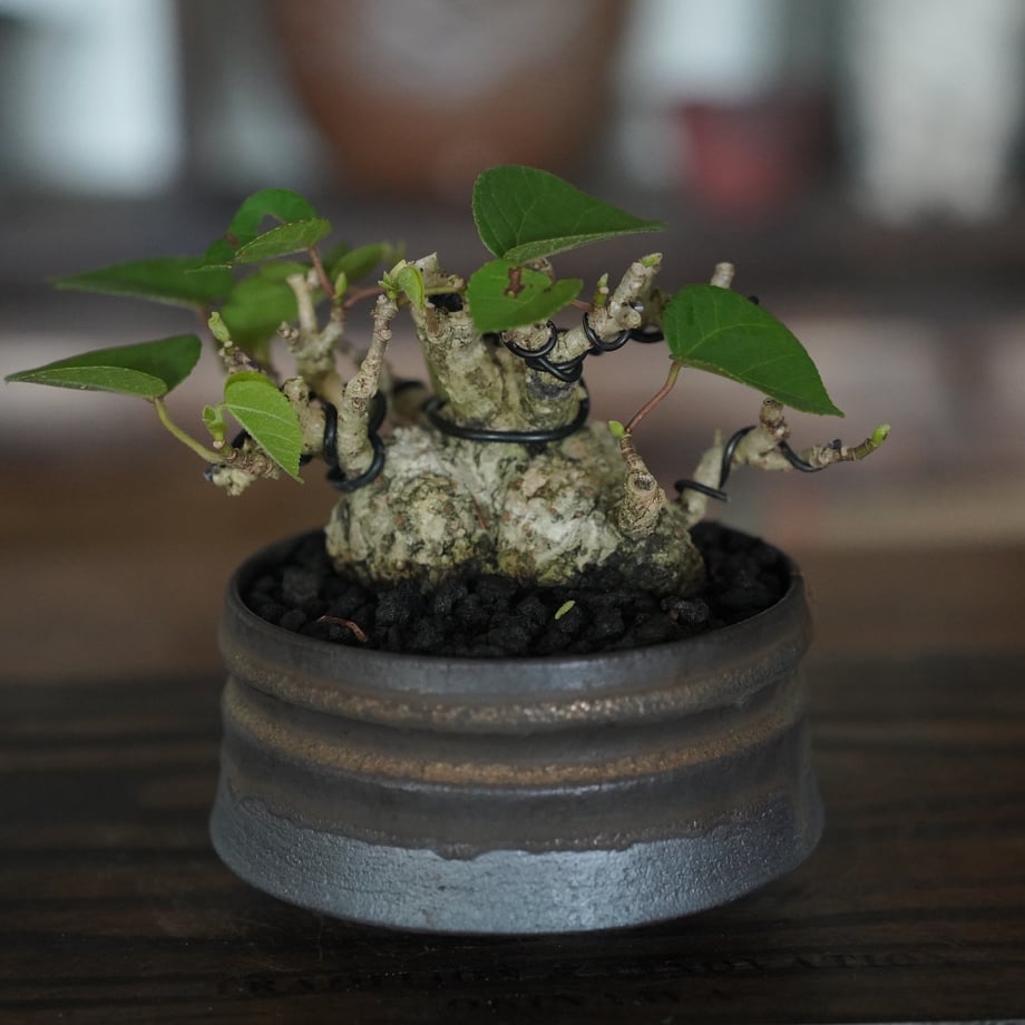 6adb3f76c1a11ca4d6561491