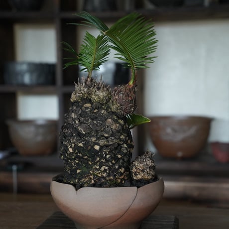［43］洞窟ソテツ Cycas revoluta × 木村直人 作「 輪花 」6.5号鉢 笠間焼