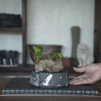 ［01］超扁平イボガジュマル × 穂高隆児 作「 薄氷 」4号鉢 笠間焼