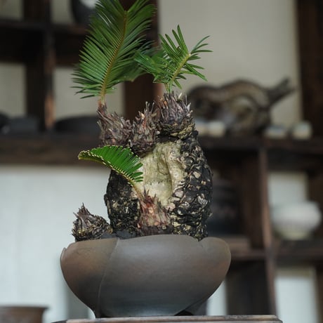 ［43］洞窟ソテツ Cycas revoluta × 木村直人 作「 輪花 」6.5号鉢 笠間焼