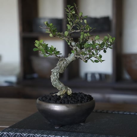 ［15］模様木ハリツルマサキ 伊良部産 × BRONZE BONSAI POT