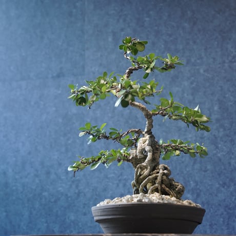 ［05］根上がりハリツルマサキ ［現地名 : マッコウ］Gymnosporia diversifolia