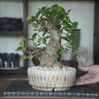 ［02］パンダイボガジュマル × 中野明彦 作「 KIRIKO 」6号鉢 笠間焼