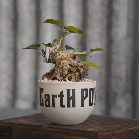 ［03］オオハマボウ × ［EartH POWER］GOODDAYS ORIGINAL POT