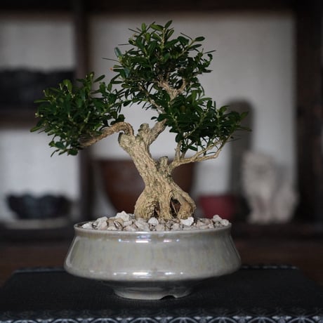 ［12］蛇目タイワンツゲ - 金龍 -   × 坂本新「LUSTER / GREY 」5号鉢 笠間焼