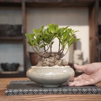 ［04］扁平ガジュマル × 坂本新 作「 LUSTER / GREY 」5号鉢 笠間焼