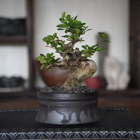 ［09］美幹ハリツルマサキ Gymnosporia diversifolia × 磯部祐介「 盆 -bon- 」4号鉢 笠間焼