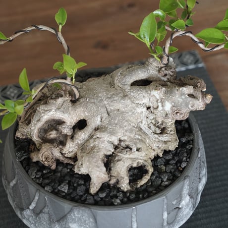 ［24］頭蓋骨ガジュマル × 穂高隆児 作「 薄氷 」6号鉢 笠間焼