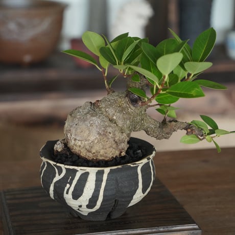 ［35］イモガジュマル Ficus microcarpa ×  沼野秀章 作「 黒二白 」5号鉢 笠間焼