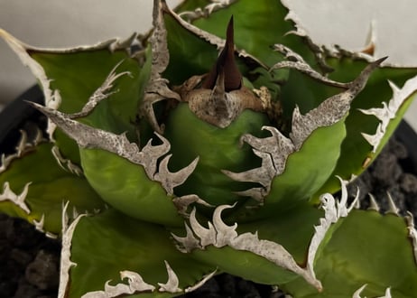 ◆厳選◆アガベ・チタノタ 海王（中株）-039｜agave titanota aqua man