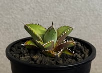 アガベ・チタノタ 鰐亀（芽）-043｜agave titanota alligator snapper