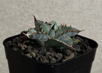 アガベ・チタノタブルー選抜/L18（芽）-007｜agave titanotablue_L18