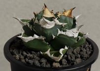 アガベ・チタノタ 白火焔(中株/台湾Hanes)-037｜agave titanota white flame