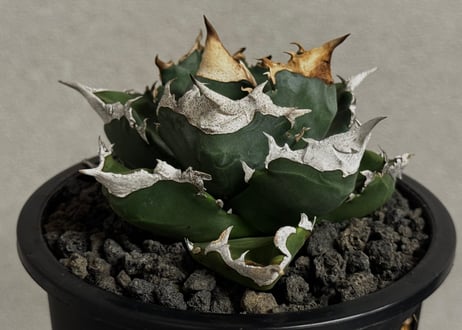 アガベ・チタノタ 白火焔(中株/台湾Hanes)-037｜agave titanota white flame
