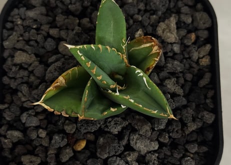 アガベ・チタノタ　清櫻(Lize血統／芽)-007｜agave titanota Queen