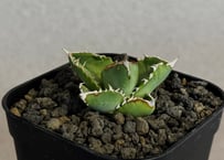 アガベ・チタノタ 星空/台湾agave cho産（芽）-009｜agave titanota starry sky