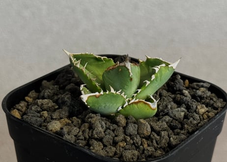アガベ・チタノタ 星空/台湾agave cho産（芽）-009｜agave titanota starry sky