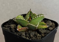 アガベ・チタノタ 鰐亀（芽）-040｜agave titanota alligator snapper