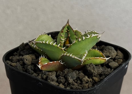 アガベ・チタノタ 鰐亀（芽）-040｜agave titanota alligator snapper